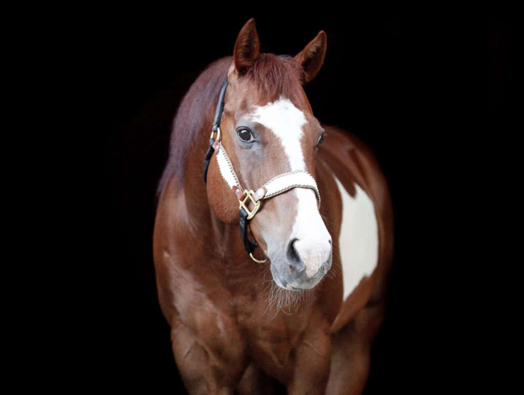 Megan + Bradley | Equestrian | La Grange, NC | 555 Photography } Equestrian | Equine Photography | paint horse in black background